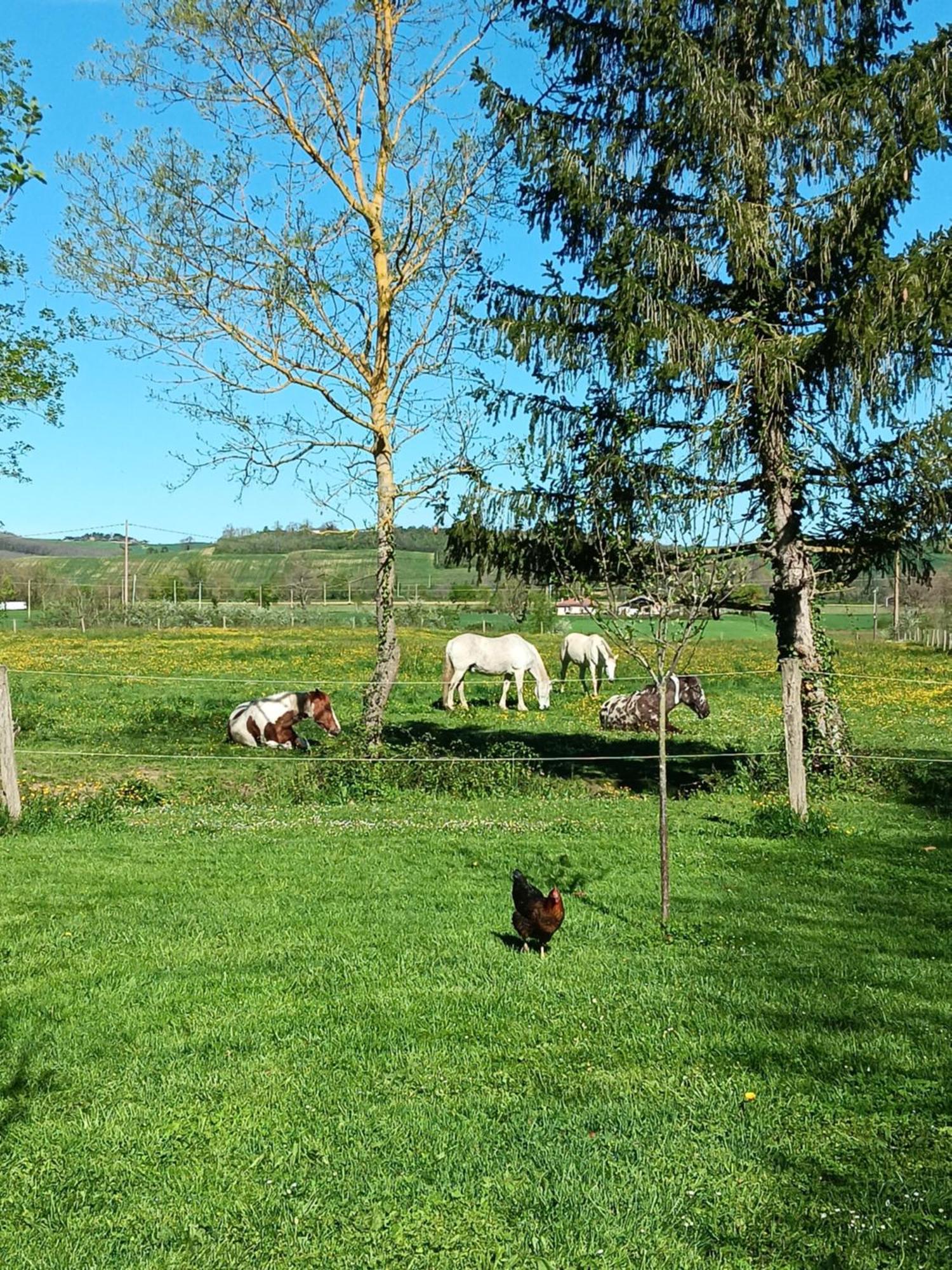 Mobilhome Cosy Au Calme De La Campagne Lombez ภายนอก รูปภาพ